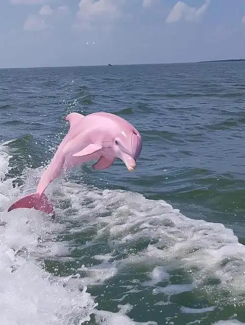 转赞这条粉色海豚 接下来你会惊喜不断
