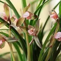 吉利大气的兰花头像 简约大气好看兰花头像_微信头像图片大全