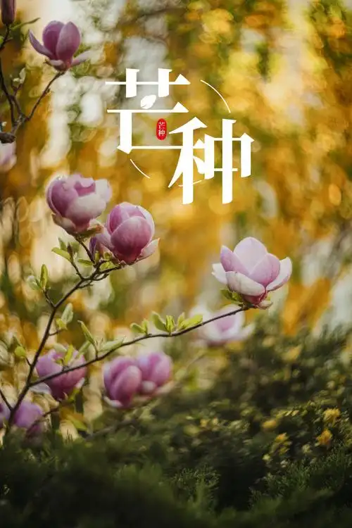 二十四节气芒种到1280x960分辨率查看