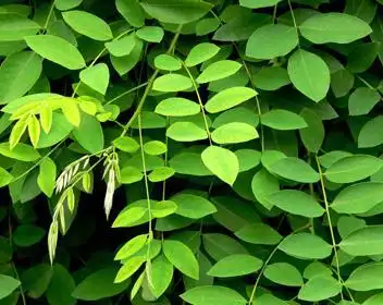 蚌埠五中植物介绍龙爪槐