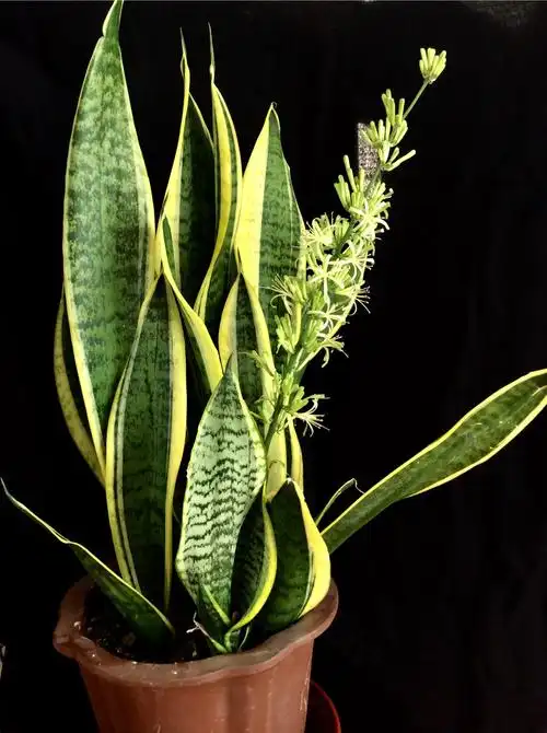 金边虎皮兰开花了 2019.6.