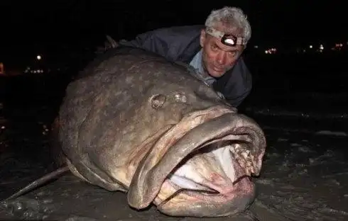 亚马逊流域钓获的巨骨舌鱼巨骨舌鱼身形巨大,是世界上最大的淡水鱼之