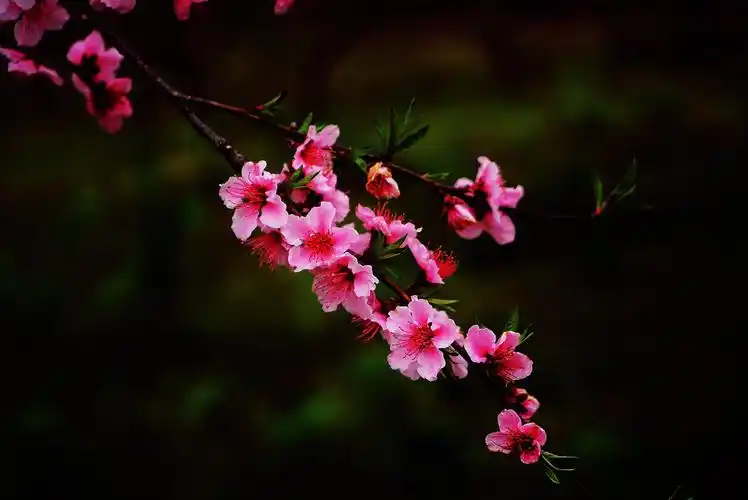 三生桃花柔情多,此生倾心花一朵