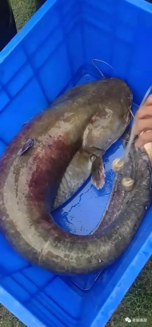 在南部满福坝钓到一条大鱼,有多少斤?