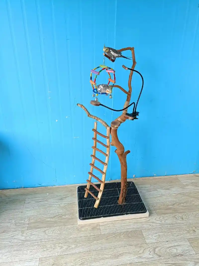 育鸟缘宠物用品店   鹦鹉站架升级!#鸟站架 #鹦鹉站架 # - 抖音