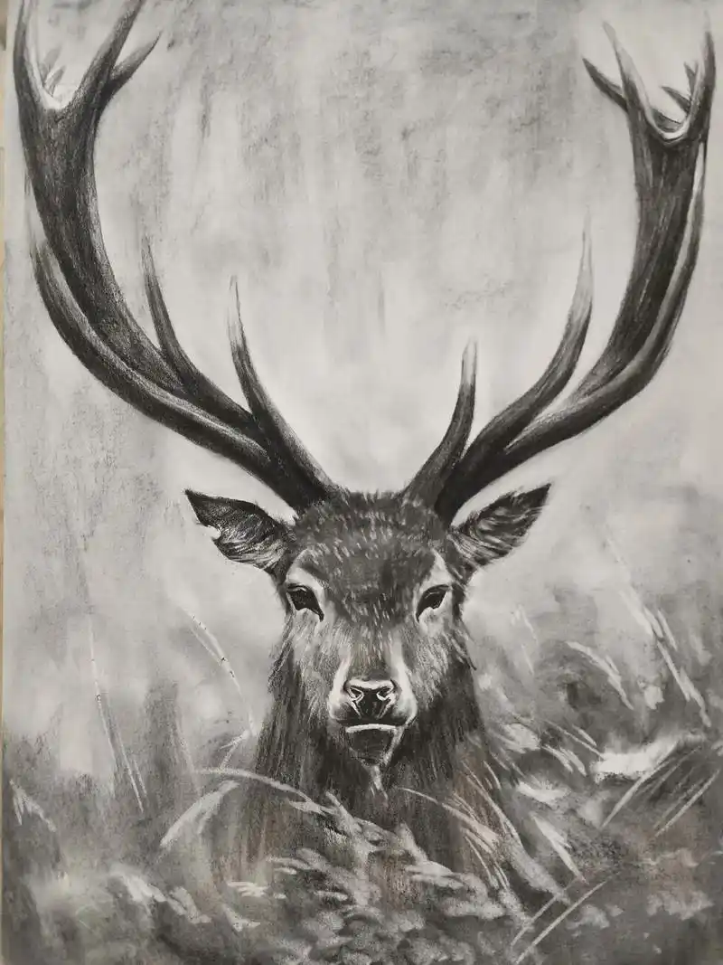 素描动物篇麋鹿