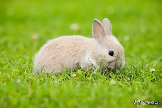 兔子图片大全,草地上的兔兔有多可爱,萌化了(兔子图片大全可爱头像)