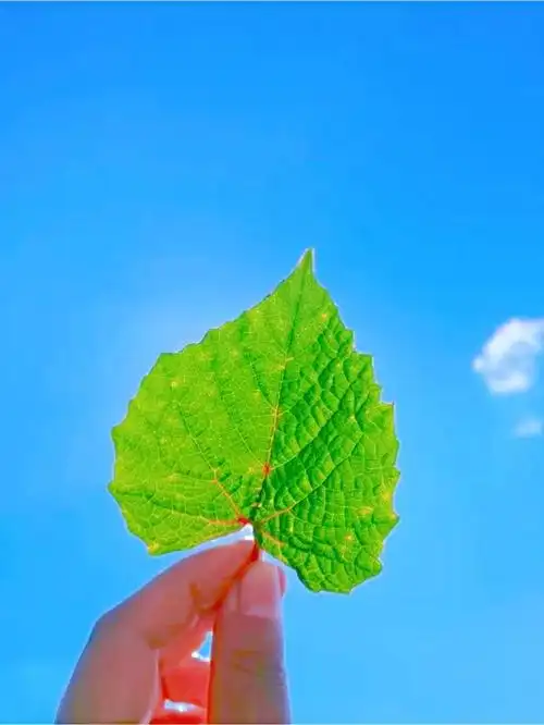 关于睡前晚安的句子,唯美宁静,沁人心脾!