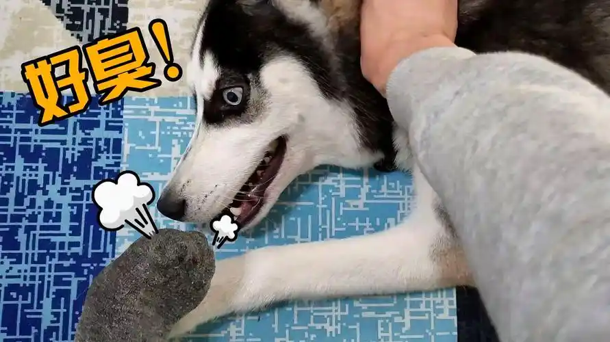 主人拿臭脚给二哈闻,结果二哈开口就是咬!