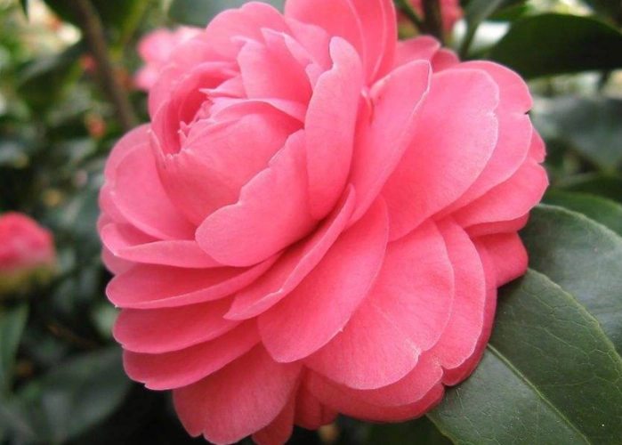 山茶花是我国的传统名贵花卉,中国十大名花之一,艳丽多姿