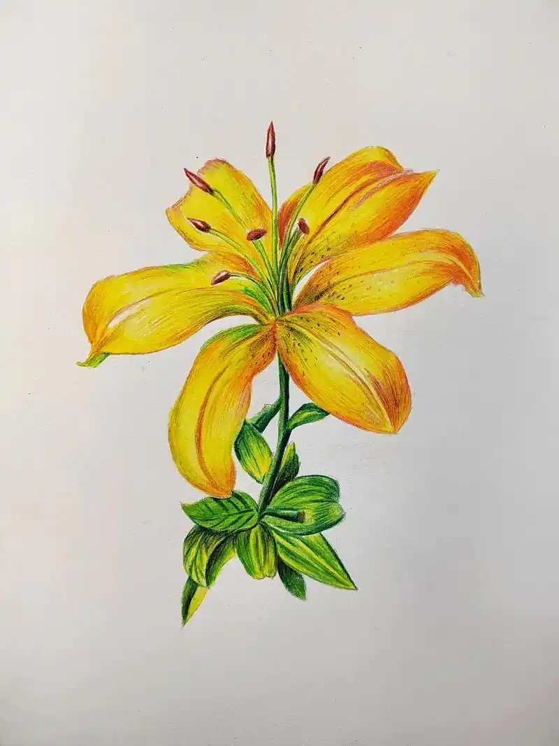 简单易学的彩铅黄色百合花画法.#图文伙伴计划 #一起学画画  - 抖音