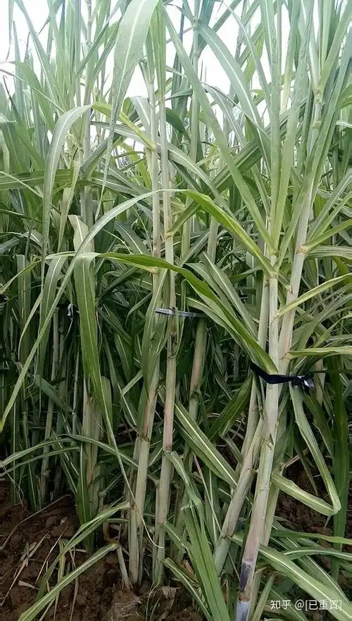 甘蔗种子