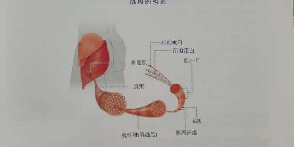臀部怎么样训练更好呢