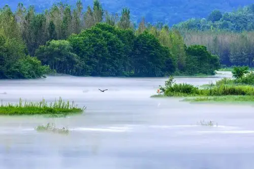 自然和谐的山水花鸟