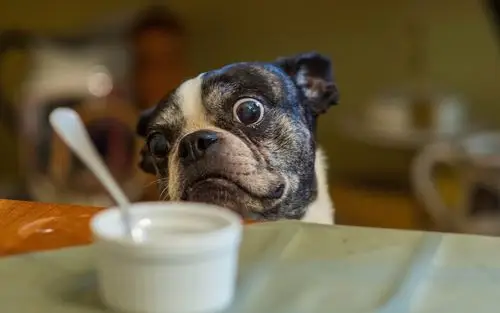 想喝咖啡的宠物狗