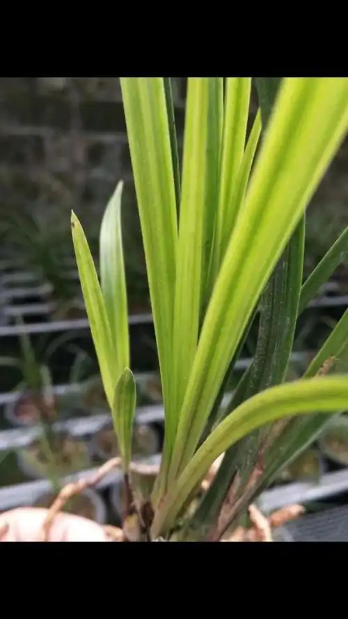 原兜送春黄草,未见花