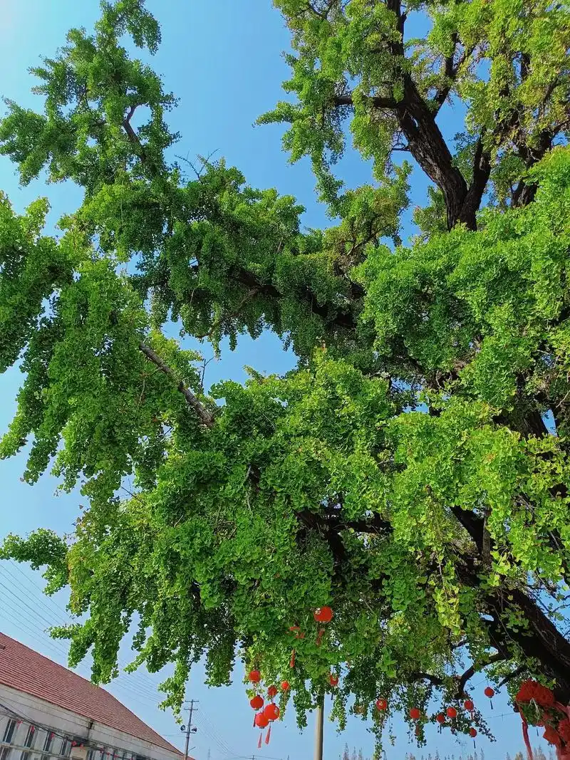 壁纸 树 1440_1920 竖版 竖屏 手机