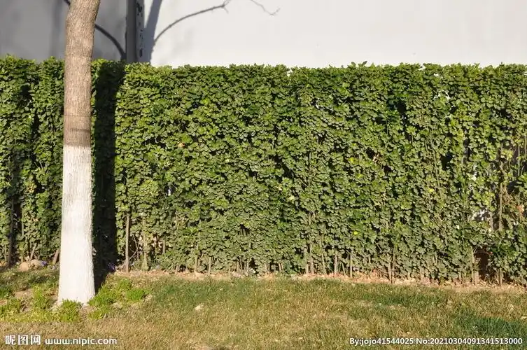 高绿篱植物之北海道黄杨