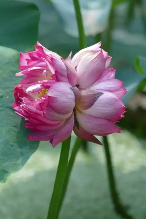 写美篇并蒂莲是指同一茎上生出的两朵莲花,是莲花的一个变种,由于