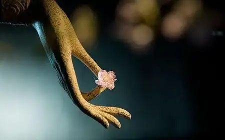 佛说因果轮回一切都是天意