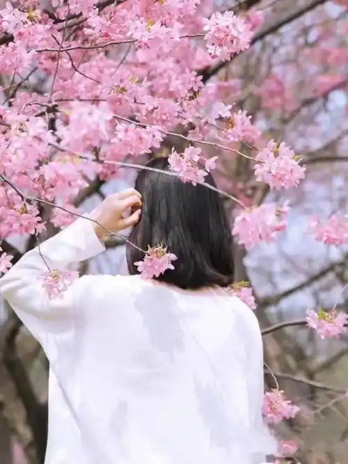 低头闻花 |壁纸感100%▽贴近花花,不看镜头,露出完美侧脸~利用桃花