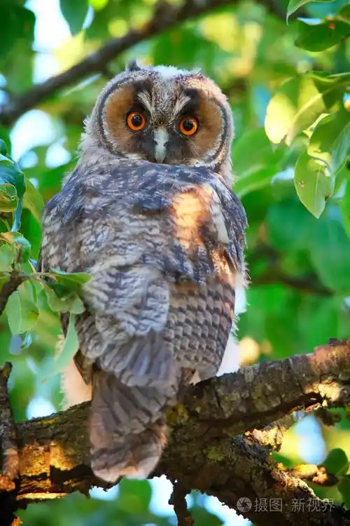 长耳猫头鹰 owlet照片-正版商用图片0eypzm-摄图新视界