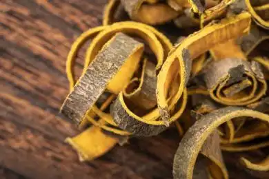 传统中医药材黄柏微距特写