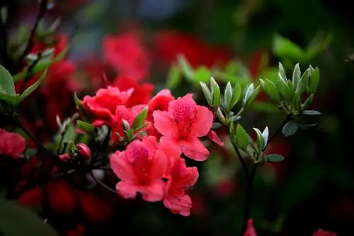 杜鹃花一般春季开花,每簇花2-6朵,花冠漏斗形,有红,淡红,杏红,雪青