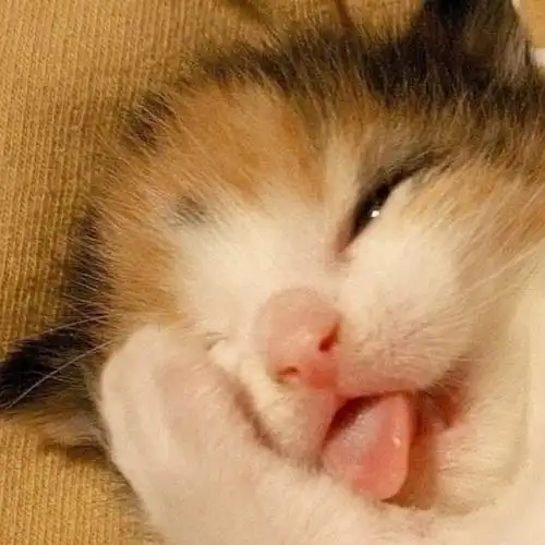 可爱头像 猫咪伸舌头