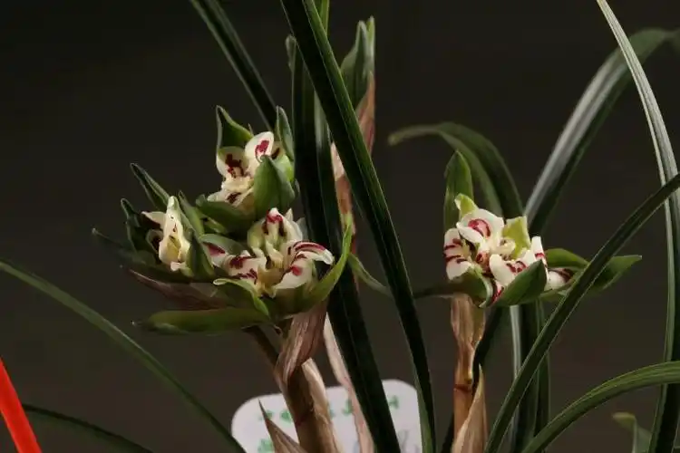 温岭市2017年春季兰花展