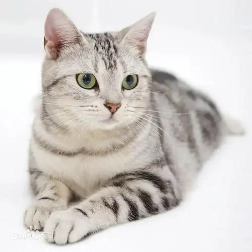 成年美短整体来说美国短毛猫脾气温顺,性格活泼,而且