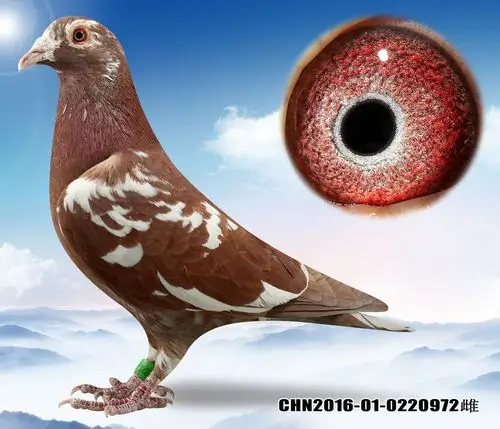 信鸽拍卖首页 拍卖专题 >> 查看拍卖商品 相关图片 目前尚无图片!