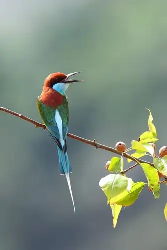蓝喉蜂虎 被誉为"中国最美的小鸟"