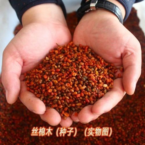 丝绵木 当年新采丝棉木树苗 丝棉木嫁接卫矛 林木