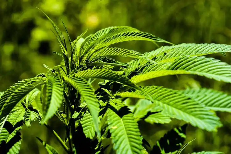 小五台野生植物火麻