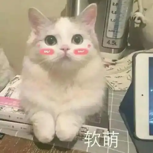 萌宠猫星人软萌害羞呆萌可爱gif动图_动态图_表情包下载_soogif