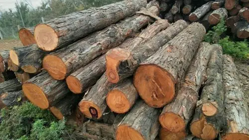 大量出售香椿原木