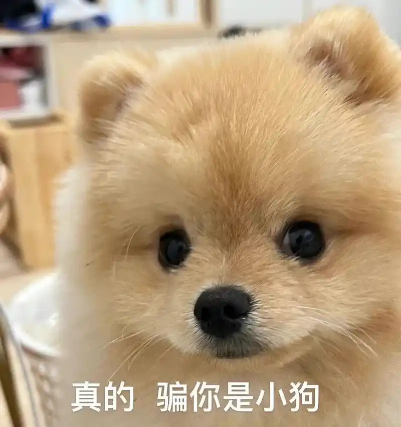 狗子表情|小狗勾表情包