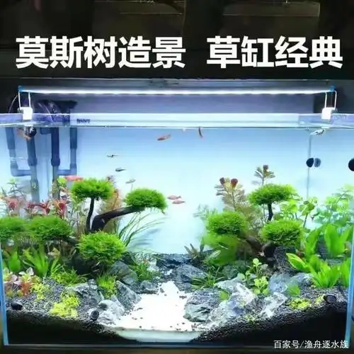 鱼缸草缸造景常用水草大全,都有哪些水草适合做前景?