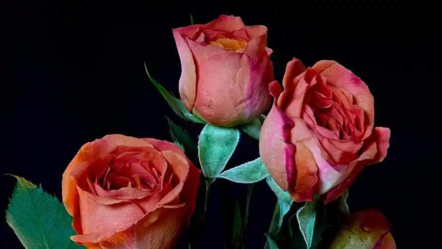 红玫瑰花,黑色背景 壁纸 - 1600x900