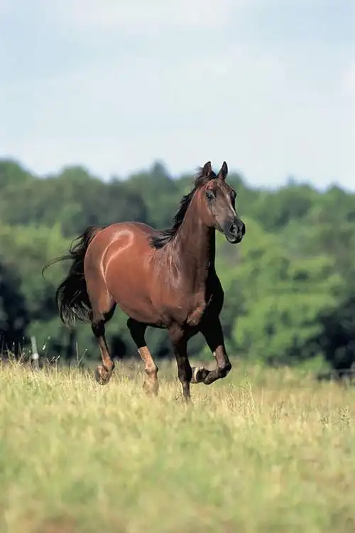 哺乳动物,马,野生动物,地形,田地,草,树,天空,动物,力量,运输,摄影