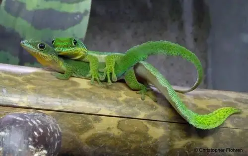 附录ii肥尾日行守宫你是肥尾和日行的串子