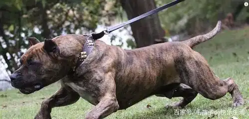 5种极度危险的狗狗品种!