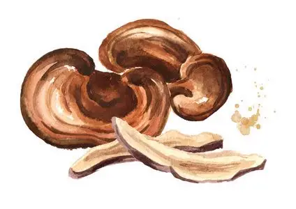 灵芝菇图片-灵芝菇素材-灵芝菇插画-摄图新视界