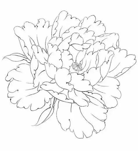 牡丹花初学画法牡丹花初学画法视频