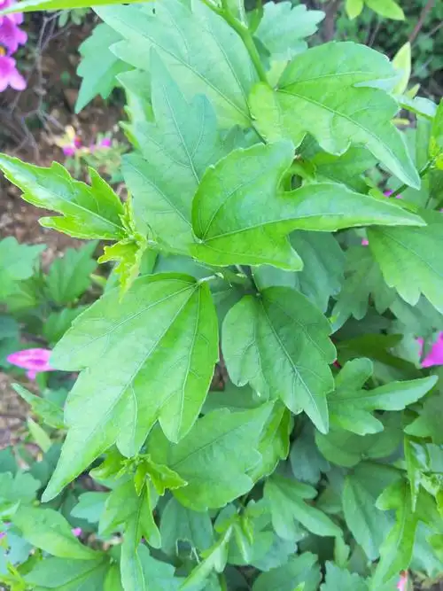 木槿花的花语是: 温柔的坚持.