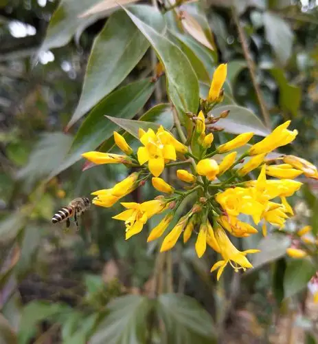 重要物种 - 广西壮族自治区药用植物园