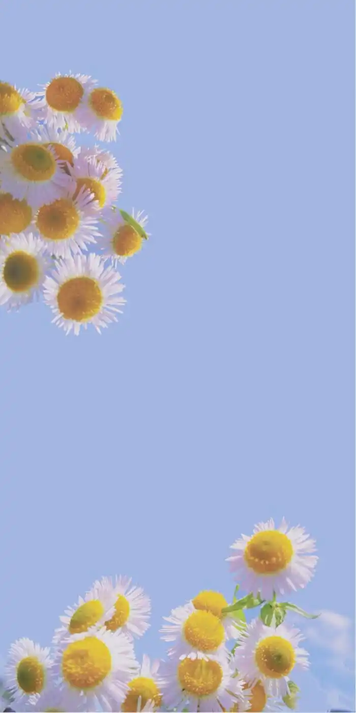 小雏菊高清壁纸图