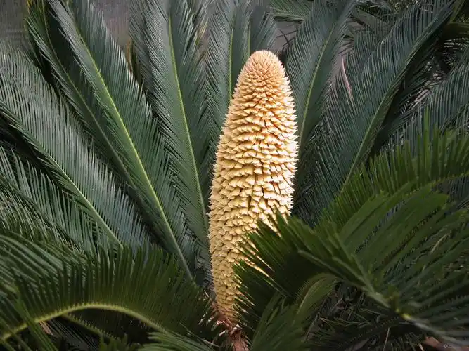 可爱苏铁的几个照片