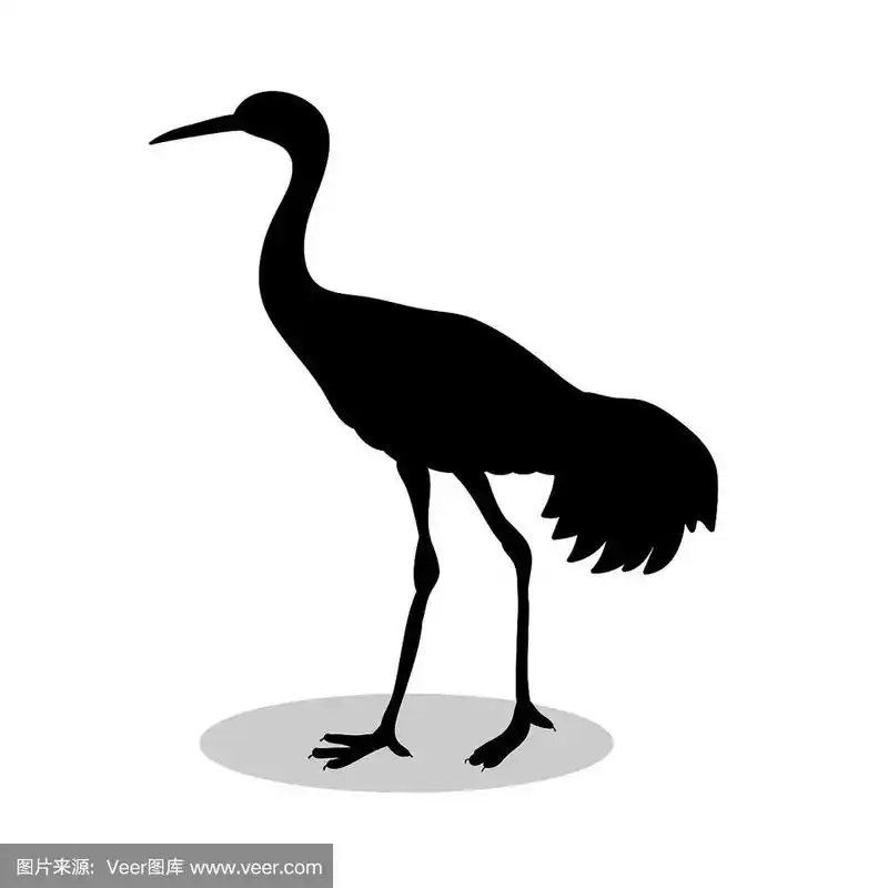 鸟的影子黑色的剪影动物